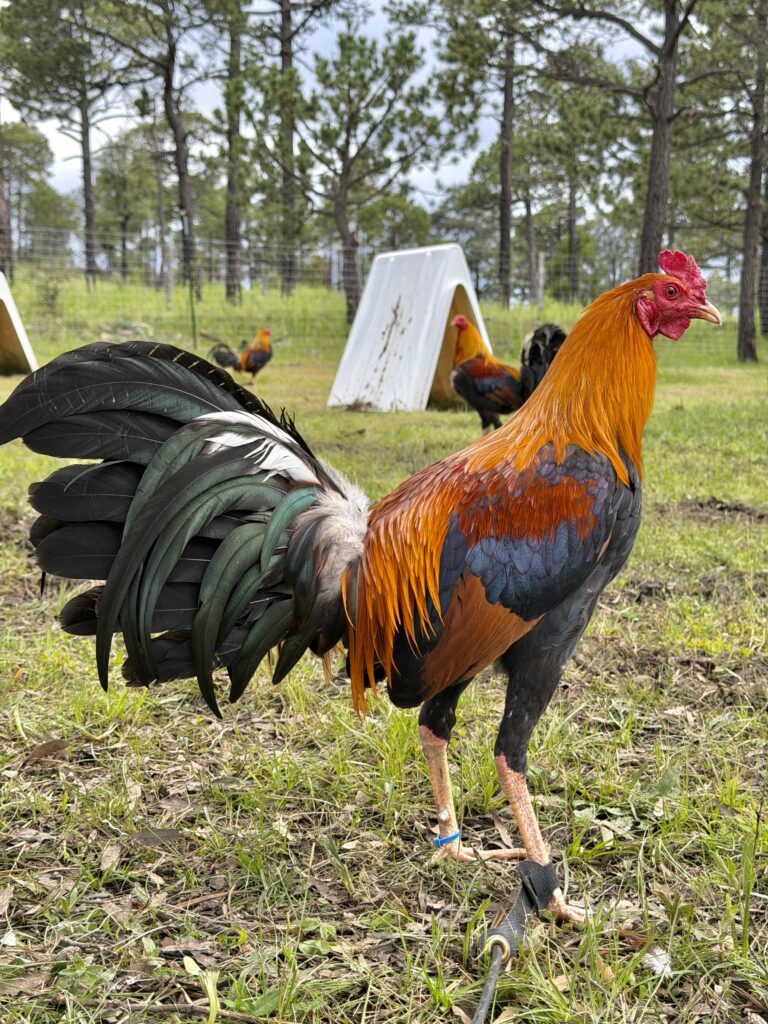 POLLO SWEATER #1