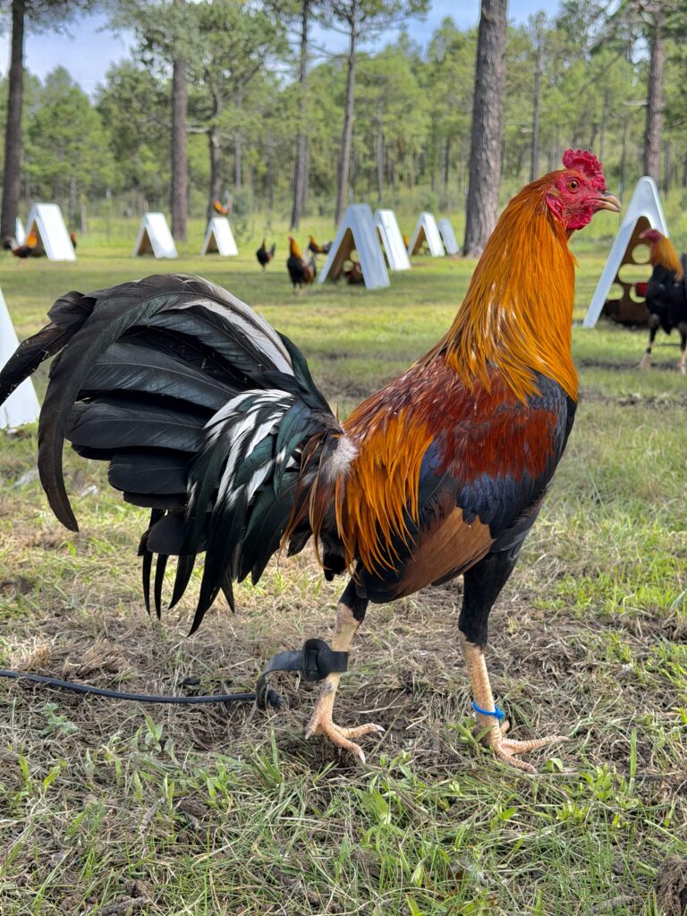 POLLO SWEATER #2