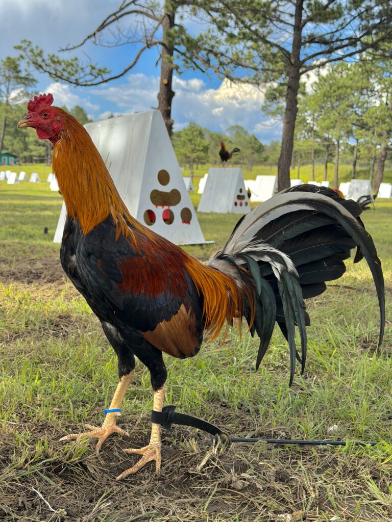POLLO SWEATER #2