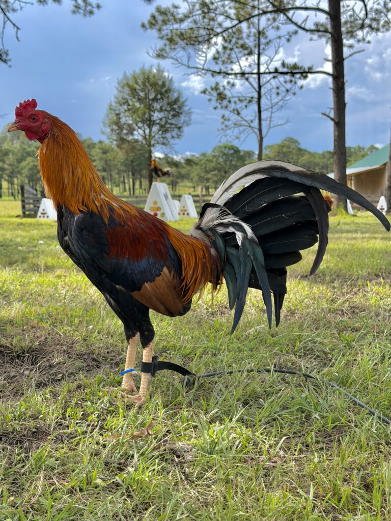 POLLO SWEATER #2