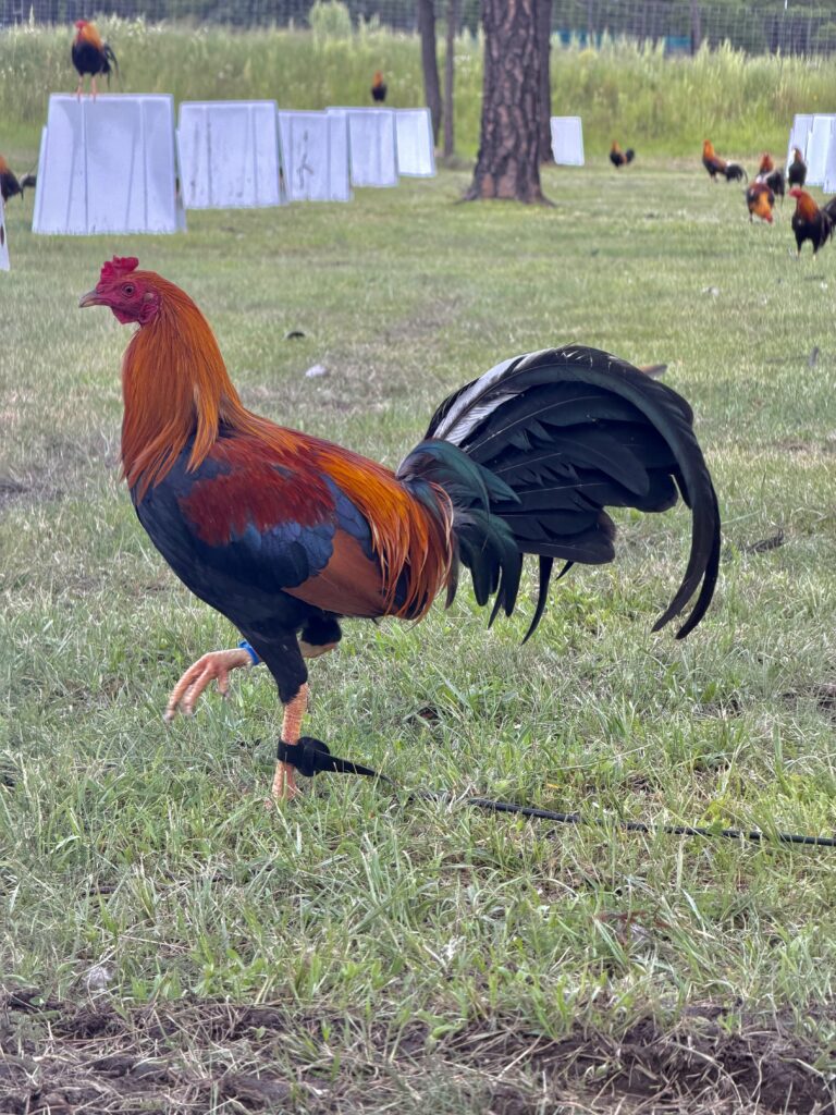 POLLO SWEATER #3