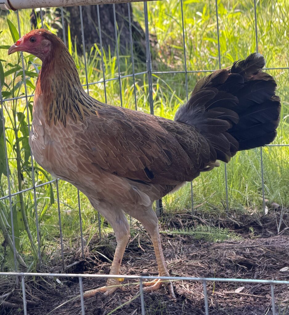 POLLA YELLOW LEG #2