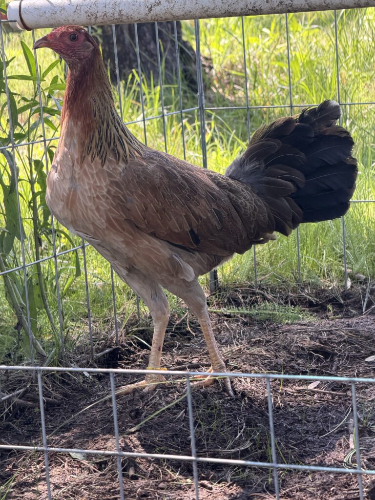 POLLA YELLOW LEG #2