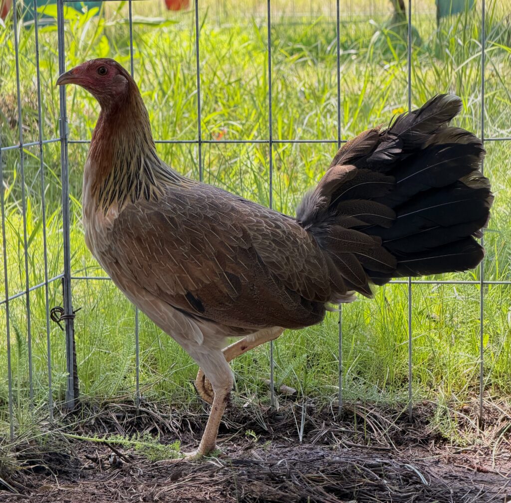 POLLA YELLOW LEG #2