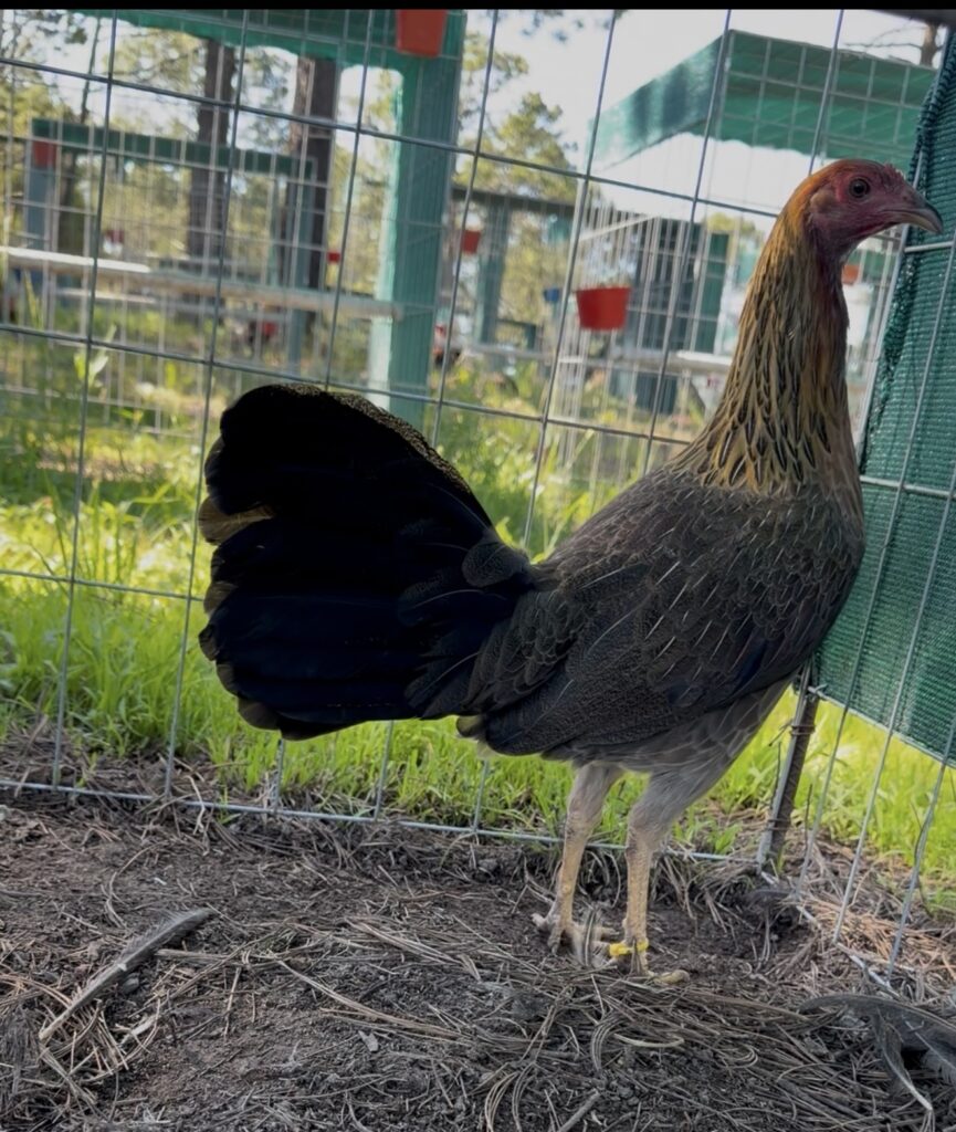 POLLA YELLOW LEG #1