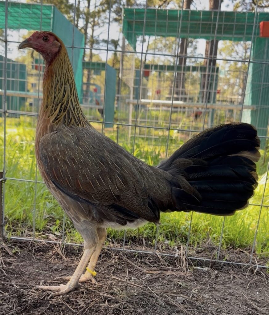 POLLA YELLOW LEG #1