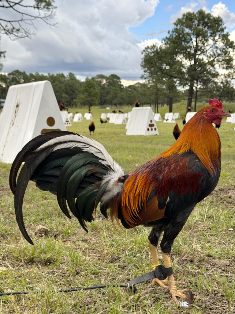 POLLO YELLOW LEG #3