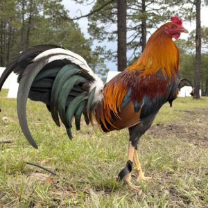 POLLO YELLOW LEG #3