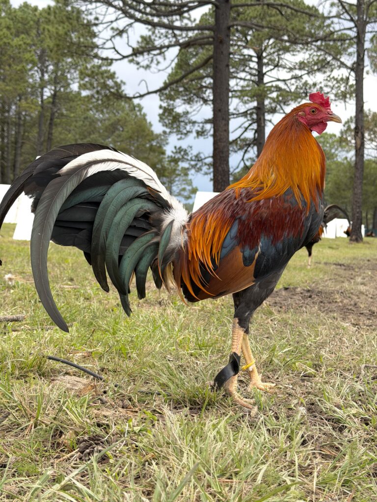 POLLO YELLOW LEG #3