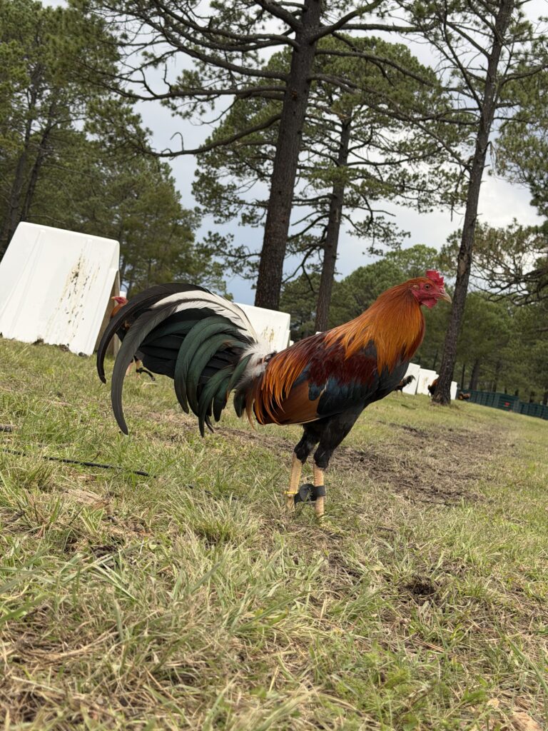 POLLO YELLOW LEG #3