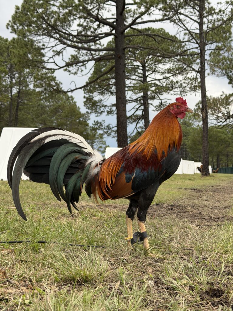 POLLO YELLOW LEG #3