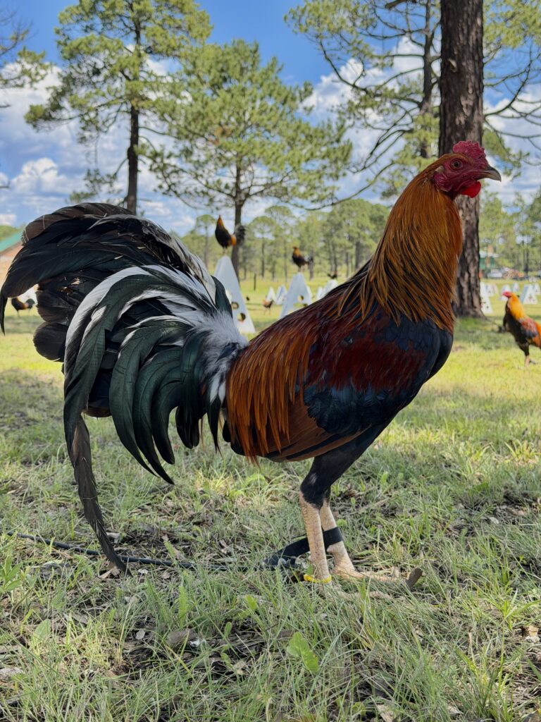 POLLO YELLOW LEG