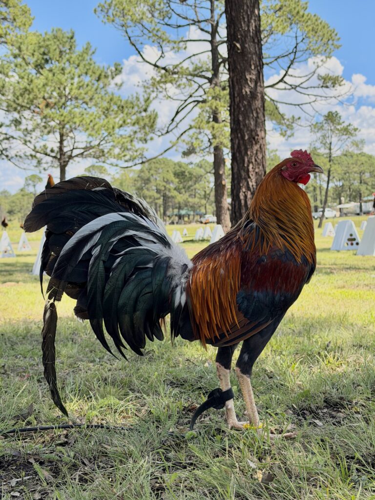 POLLO YELLOW LEG