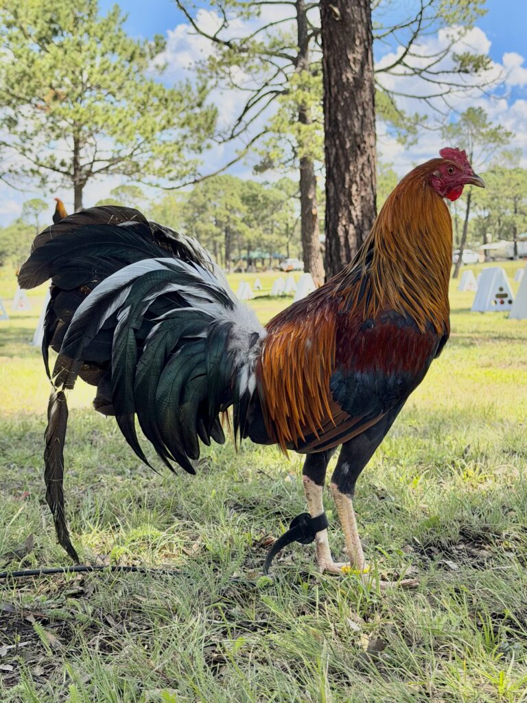 POLLO YELLOW LEG