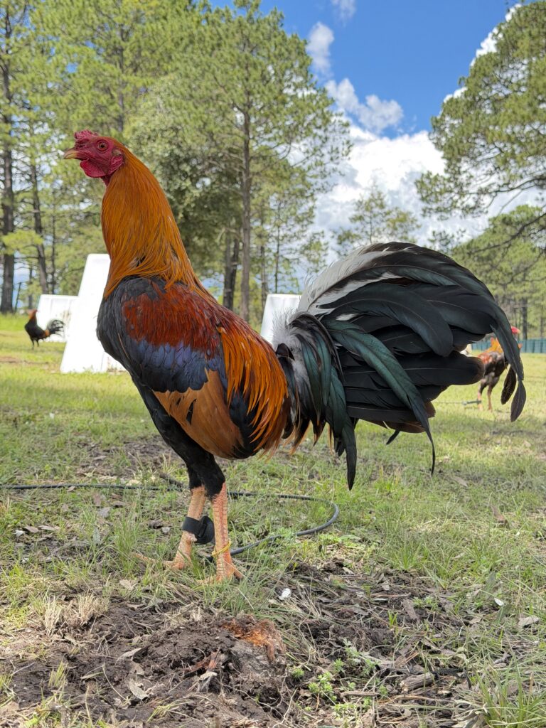 Pollo Yellog Leg #2