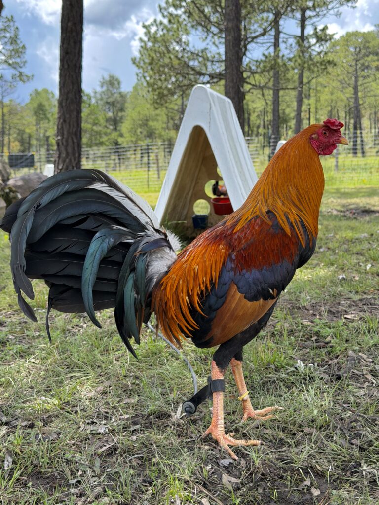 Pollo Yellog Leg #2