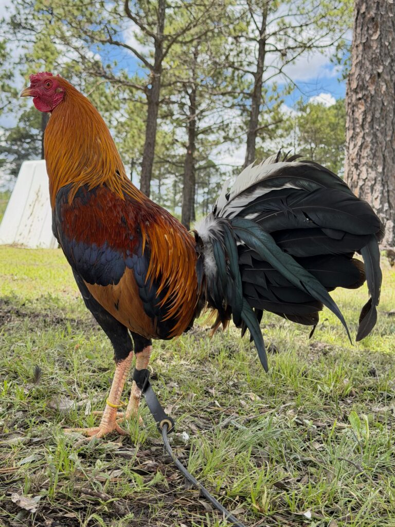 Pollo Yellog Leg #2