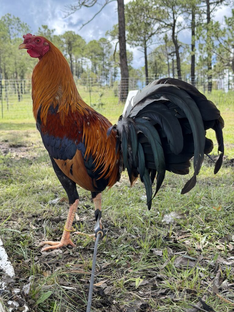 Pollo Yellog Leg #2