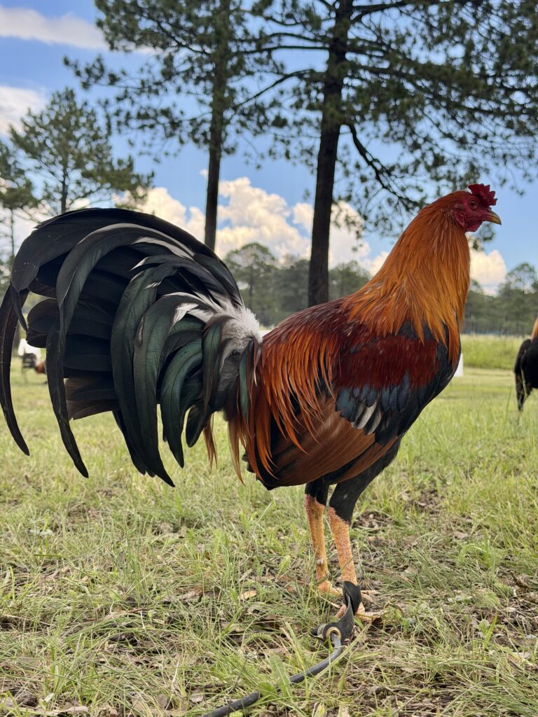 POLLO KELSO #1