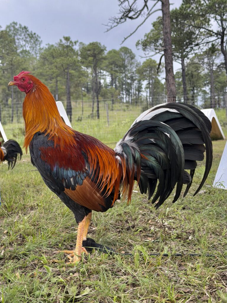 POLLO KELSO #1