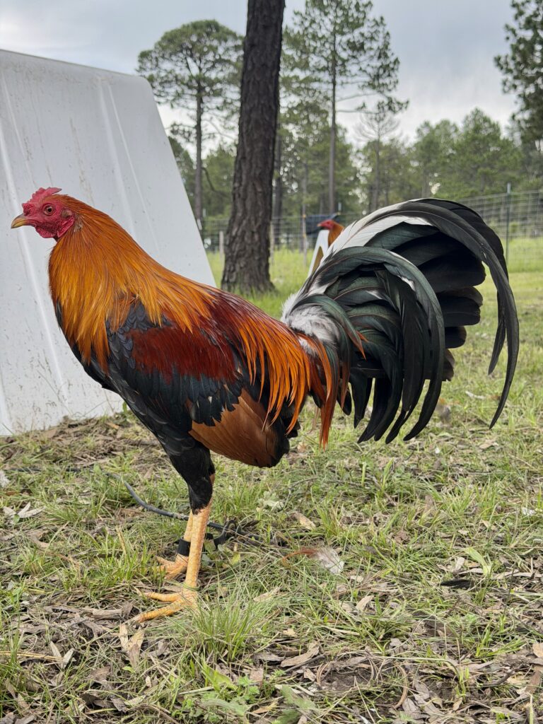 POLLO KELSO #1