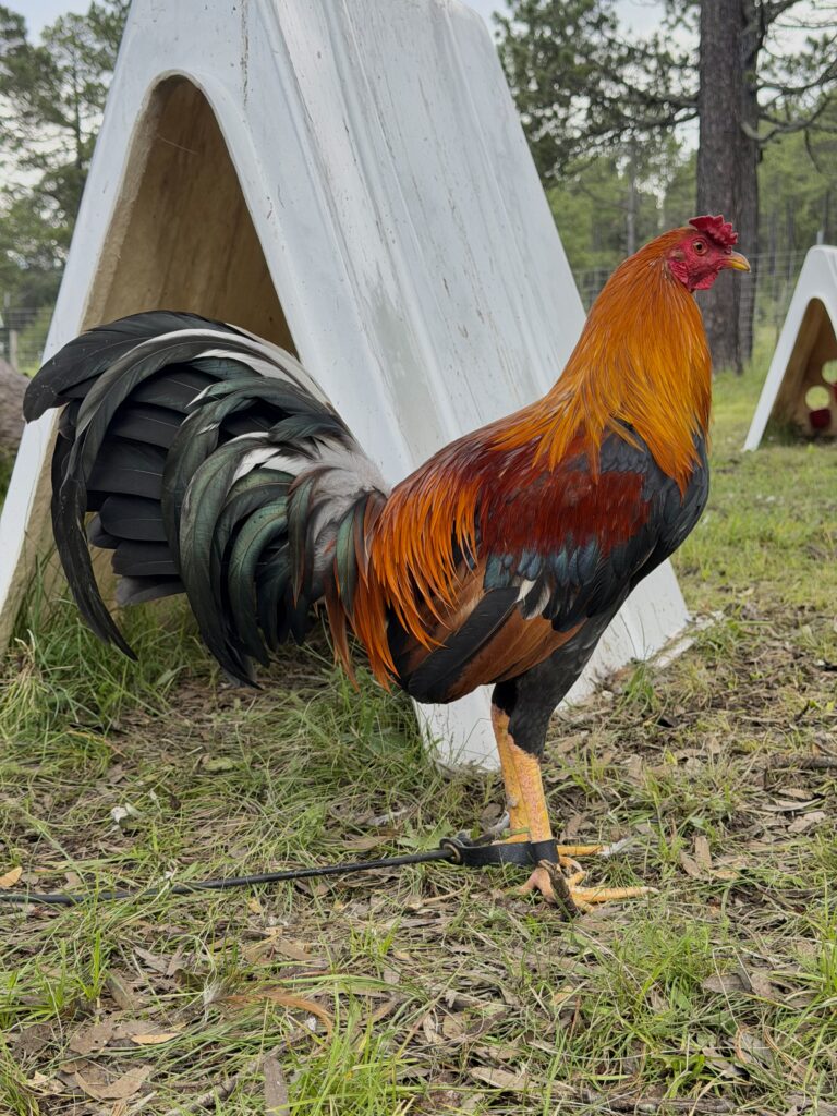 POLLO KELSO #1