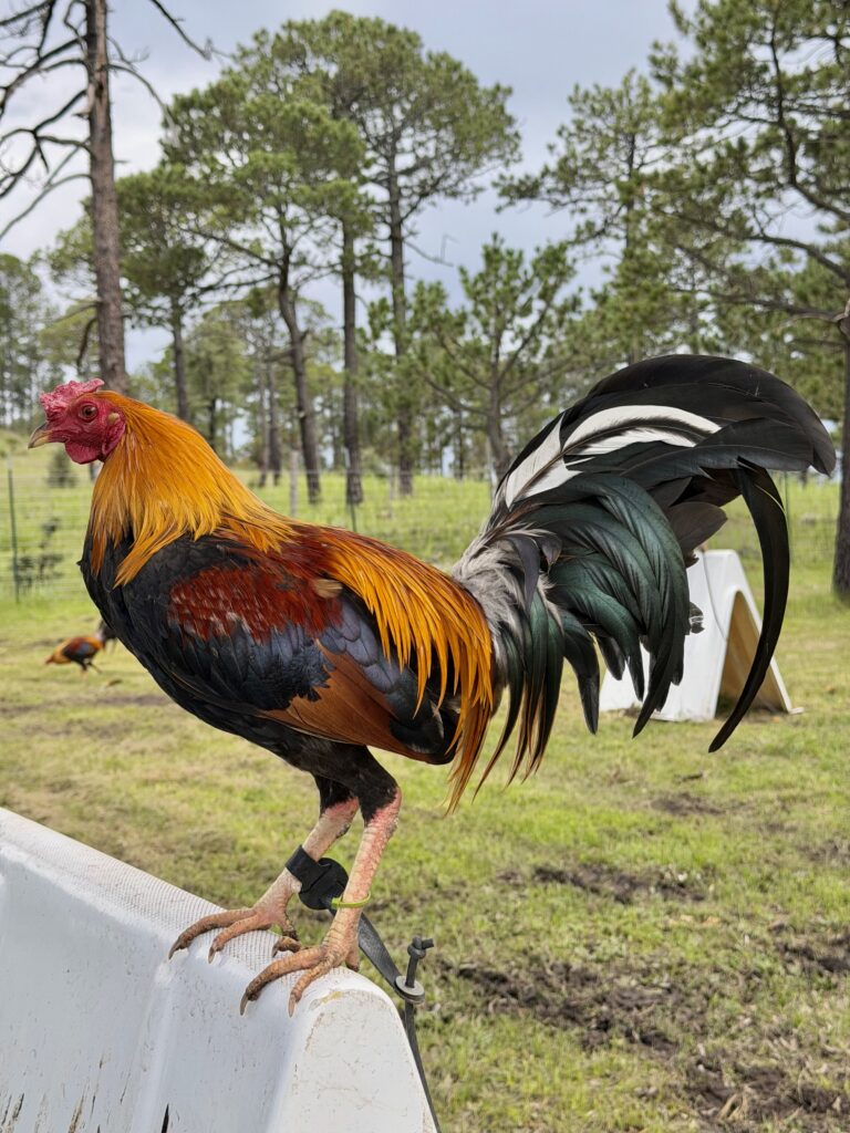 POLLO KELSO #2