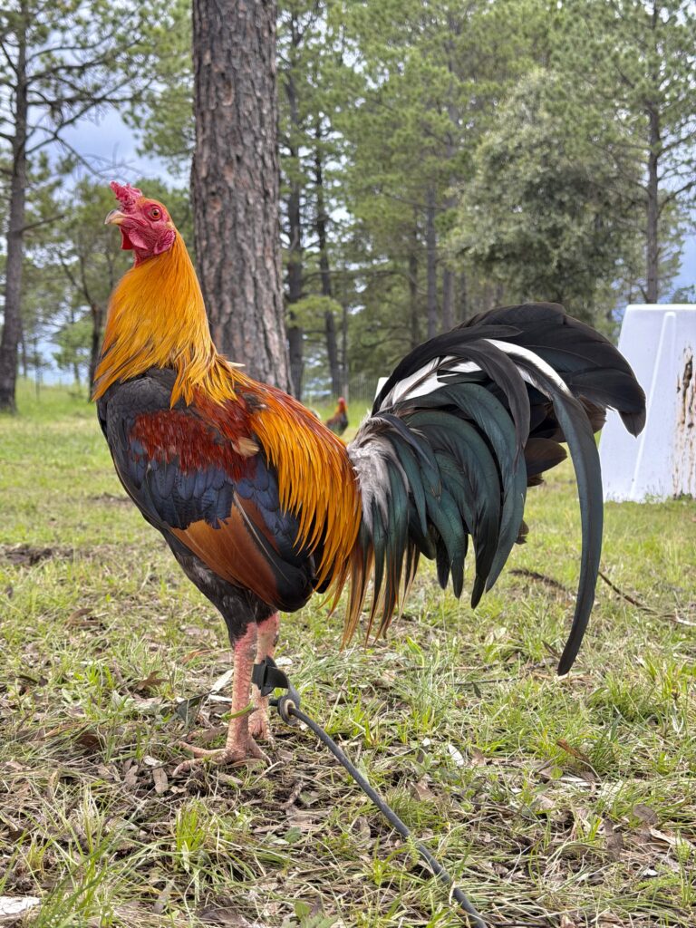 POLLO KELSO #2