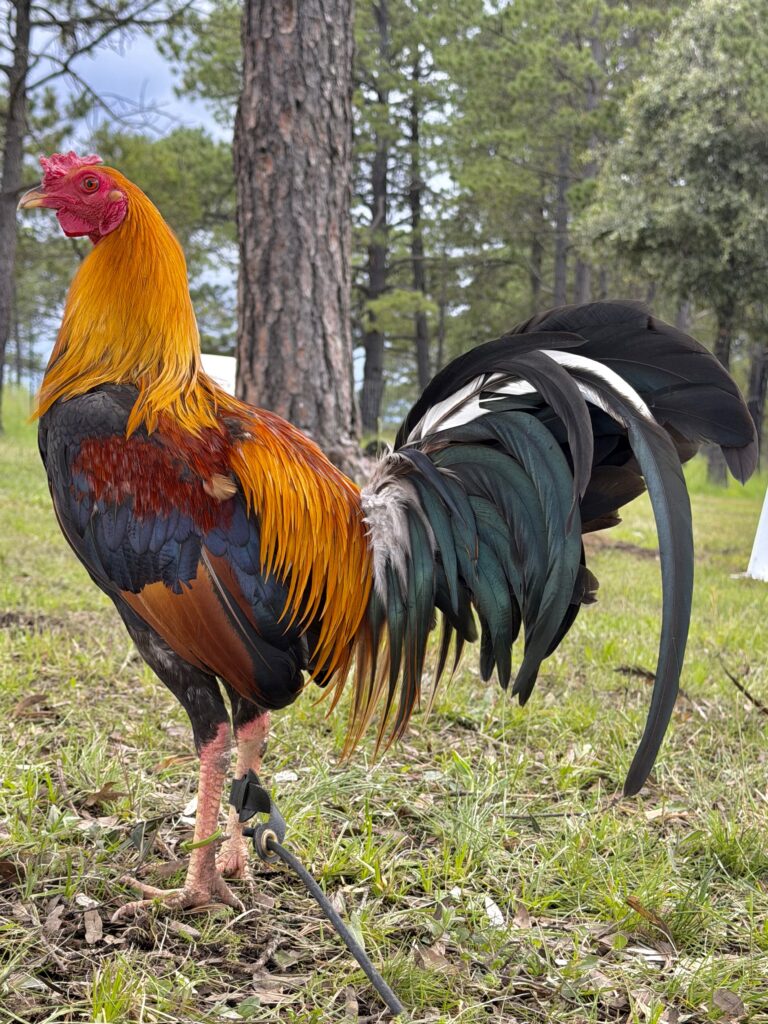 POLLO KELSO #2