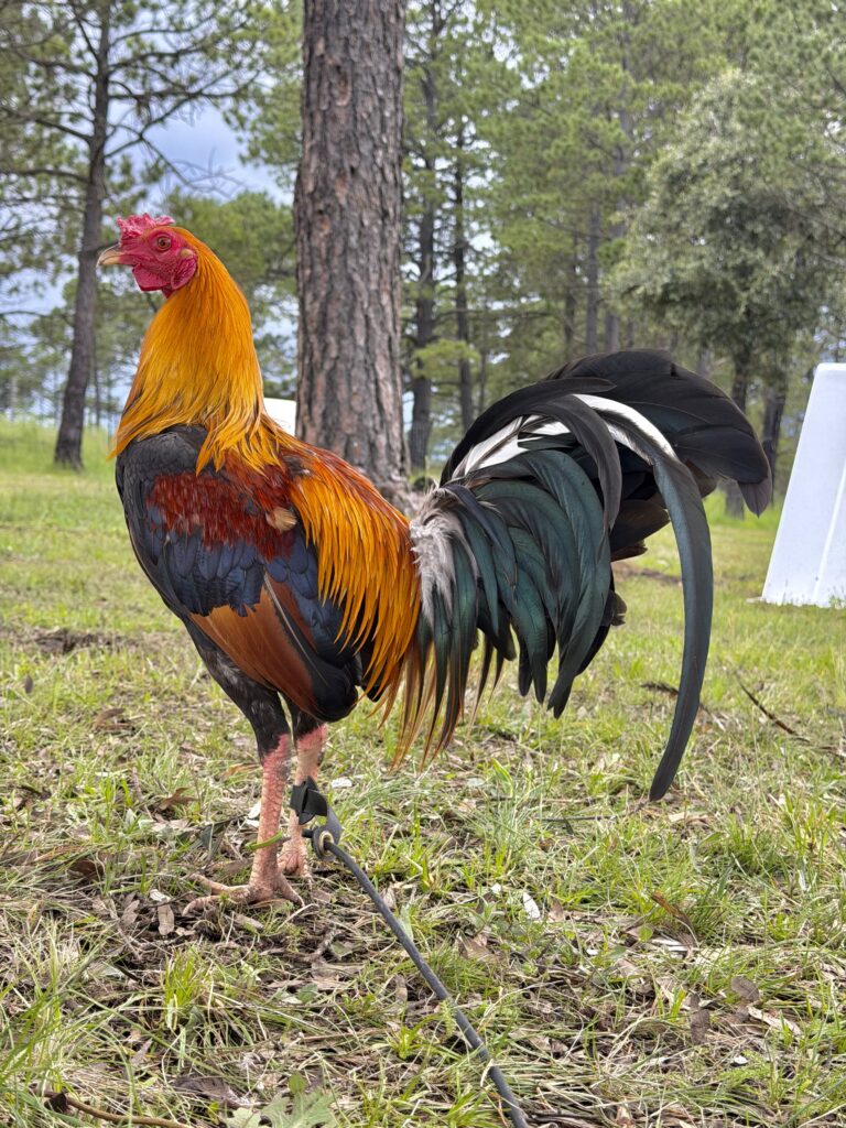 POLLO KELSO #2
