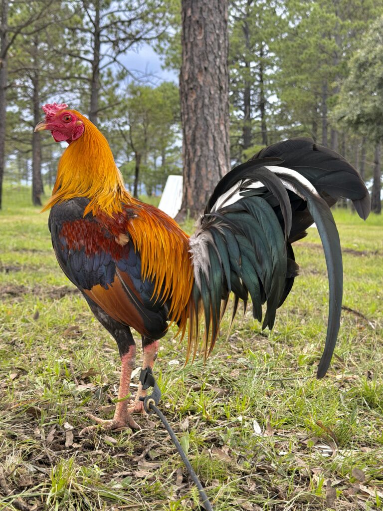 POLLO KELSO #2