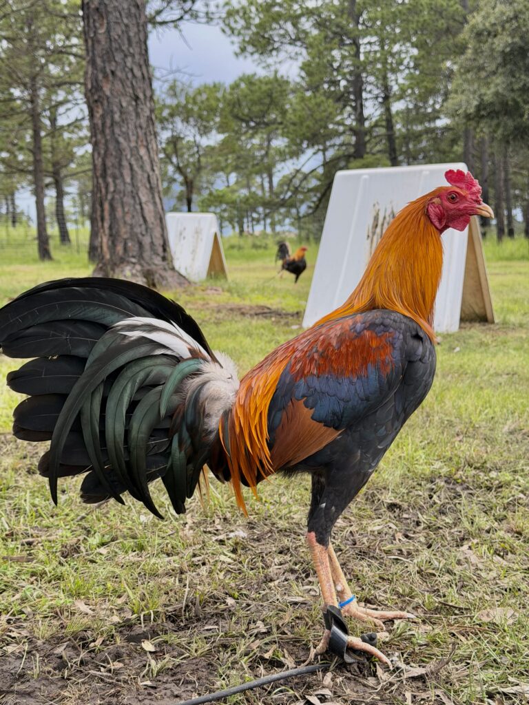 POLLO SWEATER #1