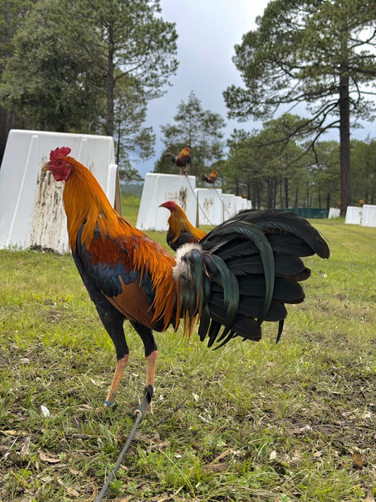 POLLO SWEATER #1
