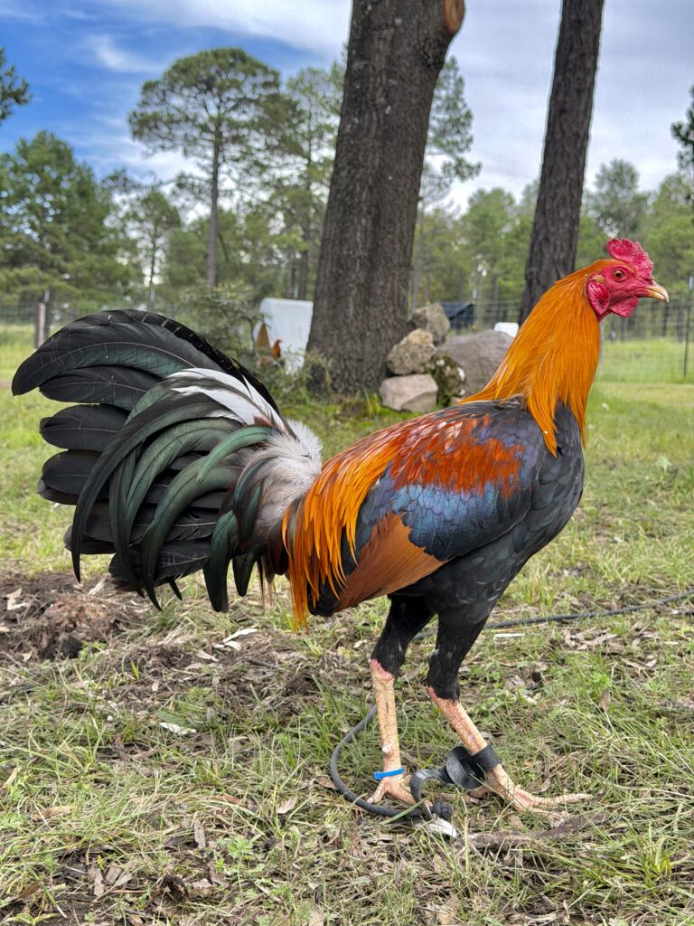 POLLO SWEATER #1