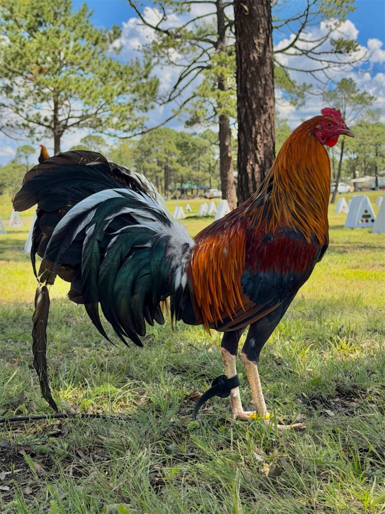 POLLO YELLOW LEG